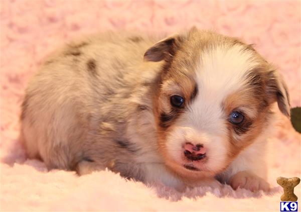 Miniature Australian Shepherd